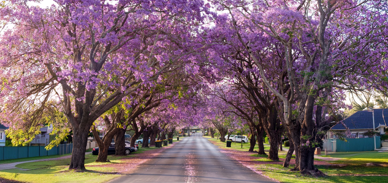 a row of purple trees lining the street