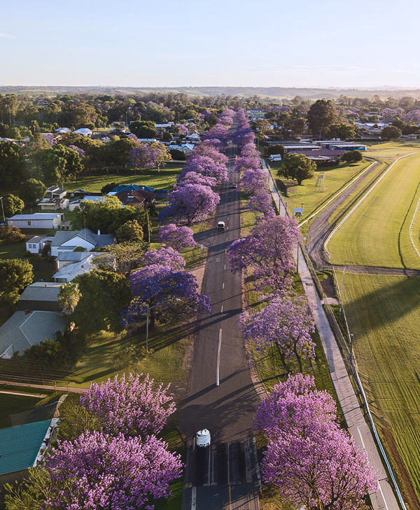 a road lined with purple trees